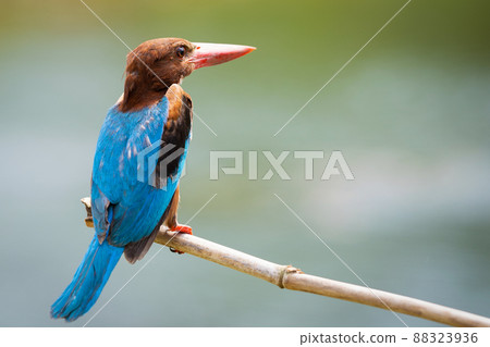 close up common kingfisher in nature close up common kingfisher in nature 88323936