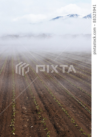 知床地區（北海道）的地霧 88323941