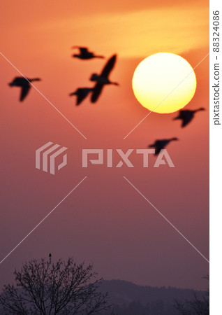 Sunset and Magan（北海道宮島沼市） 88324086