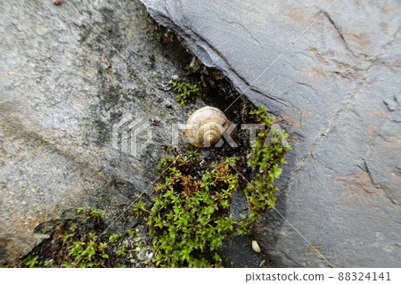 Cochlea, spring heaven 88324141