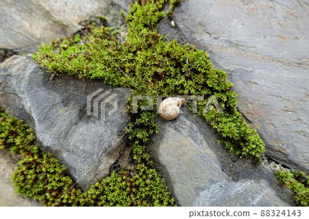 耳蝸,春天的天堂 耳蝸,春天的天堂 88324143