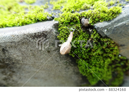 Cochlea, spring heaven 88324168