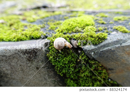 耳蝸，春天的天堂 88324174