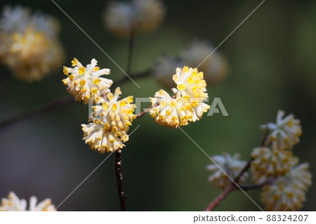 <<厚木市七澤、不動尻>>三俁花盛開 <<厚木市七澤、不動尻>>三俁花盛開 88324207