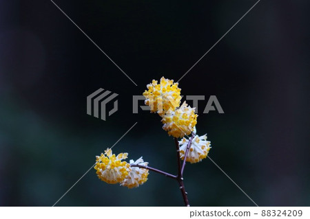 <<厚木市七澤、不動尻>>三俁花盛開 <<厚木市七澤、不動尻>>三俁花盛開 88324209