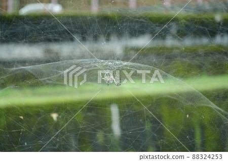 蜘蛛網 88324253