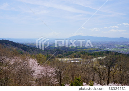 Takamadoyama Driveway on the day of the declaration of full bloom of cherry blossoms Takamadoyama Driveway on the day of the declaration of full bloom of cherry blossoms 88324281