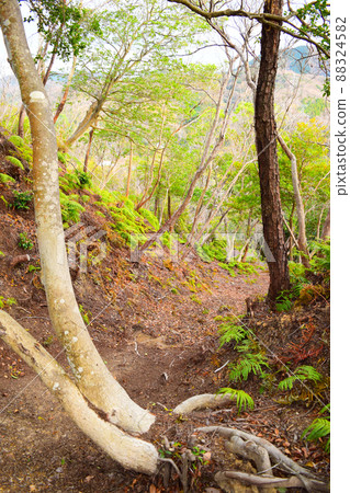 Ichinomiya Castle Continued 100 Fine Castles in Japan 88324582