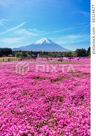 "Yamanashi Prefecture" Beautiful scenery of Mt. Fuji and turf cherry blossoms 88324677