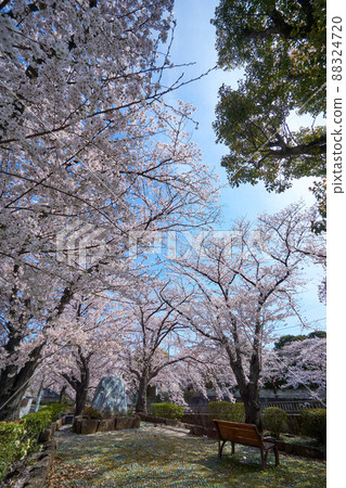 市川市,真那川上的一排櫻花樹 市川市,真那川上的一排櫻花樹 88324720