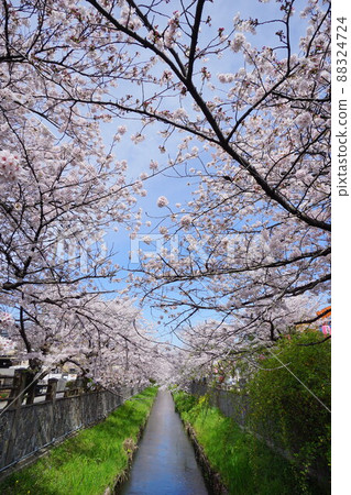 市川市,真那川上的一排櫻花樹 市川市,真那川上的一排櫻花樹 88324724