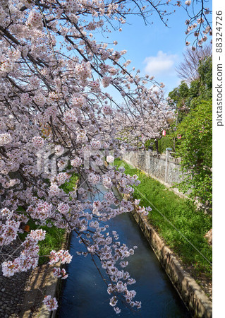 市川市,真那川上的一排櫻花樹 市川市,真那川上的一排櫻花樹 88324726