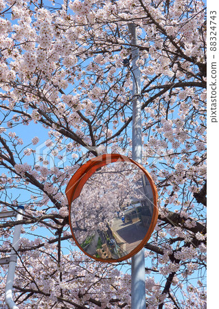 Ichikawa City, an intersection of cherry blossom trees on the Mana River Ichikawa City, an intersection of cherry blossom trees on the Mana River 88324743