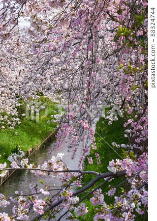 市川市,真那川上的一排櫻花樹 市川市,真那川上的一排櫻花樹 88324744