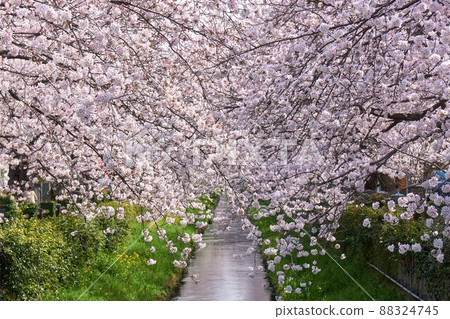 市川市,滿是櫻花的真那川上的一排櫻花樹 市川市,滿是櫻花的真那川上的一排櫻花樹 88324745