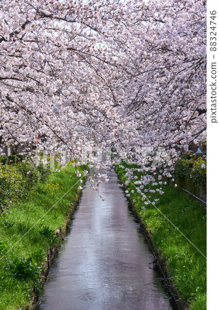 市川市,滿是櫻花的真那川上的一排櫻花樹 市川市,滿是櫻花的真那川上的一排櫻花樹 88324746