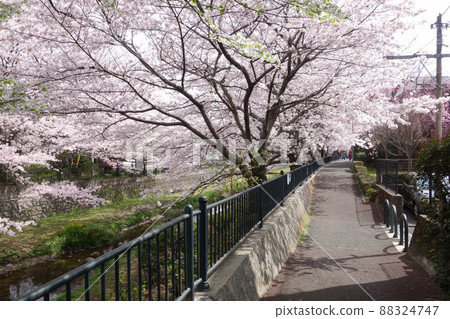 東京小金井野川的櫻花照亮（從倉之橋到西野橋） 88324747