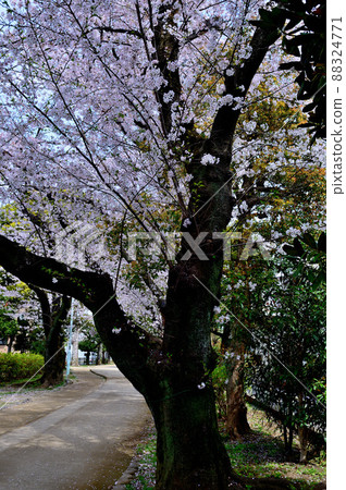 Scenery of rows of cherry trees in Tamagawa Josui Remains, Tokyo Scenery of rows of cherry trees in Tamagawa Josui Remains, Tokyo 88324771