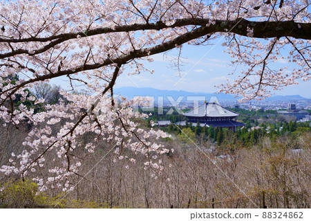Todaiji Temple and Kofukuji Five-storied Pagoda on the day of the declaration of full bloom of cherry blossoms Todaiji Temple and Kofukuji Five-storied Pagoda on the day of the declaration of full bloom of cherry blossoms 88324862