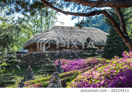 Thatched house and Yeongsanhong 88324913