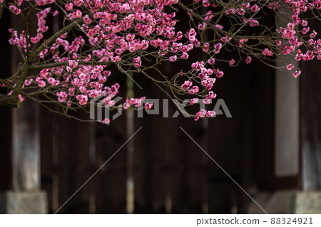 Red plum in old house Red plum in old house 88324921