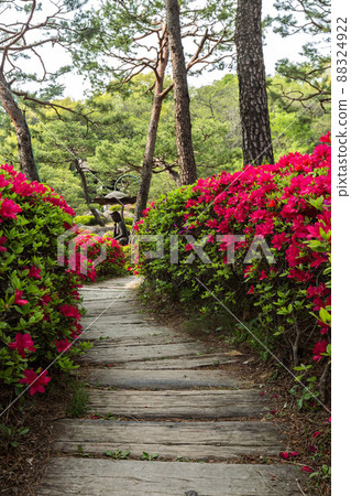 spring flowers in the temple spring flowers in the temple 88324922