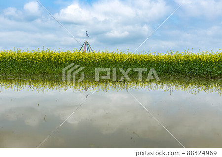 Rape blossoms and reflection Rape blossoms and reflection 88324969