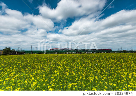 train and rape flowers 88324974