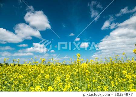 油菜籽和雲 油菜籽和雲 88324977