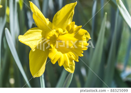 Yellow trumpet blooming daffodil up Yellow trumpet blooming daffodil up 88325099