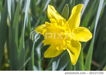 Yellow trumpet blooming daffodil up Yellow trumpet blooming daffodil up 88325100