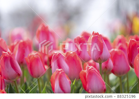 粉色鬱金香花素材圖片[神奈川縣] 88325196