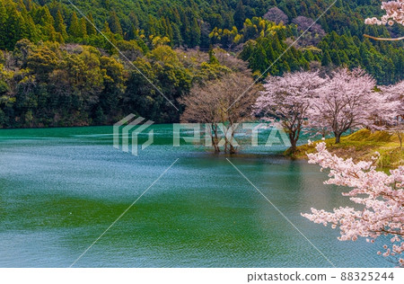 禦台町櫻花之鄉公園 88325244