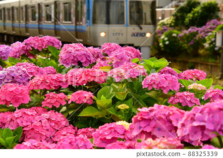 Hydrangea and train 88325339
