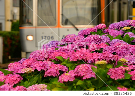 繡球花和火車 88325426