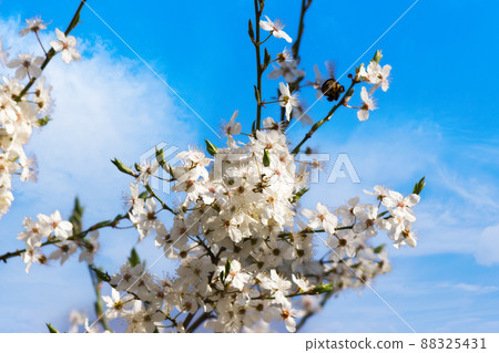 white blossoming branch in spring. beautiful nature background of apple garden white blossoming branch in spring. beautiful nature background of apple garden 88325431