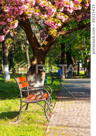 park with japanese sakura trees in spring. beautiful urban scenery in morning light. bench beneath a pink blossoming branches 88325433
