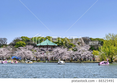 Sakura in full bloom at Boat Pond in Ueno Park, Tokyo Sakura in full bloom at Boat Pond in Ueno Park, Tokyo 88325491