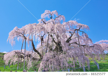One cherry tree-Miharu Takizakura (2012) 88325577