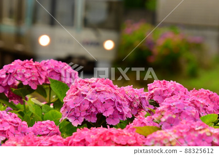 繡球花和火車 88325612