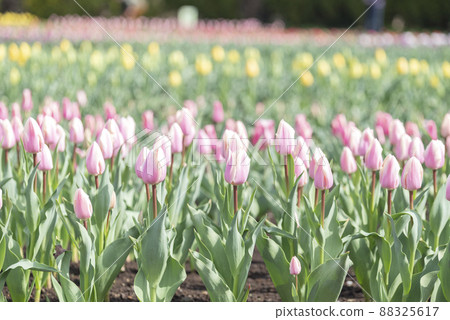 Pink tulip flower material image [Kanagawa Prefecture] 88325617