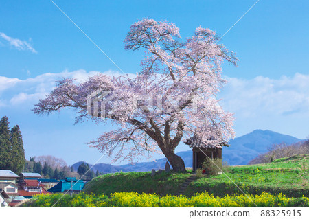 One cherry tree-Sakura of Ozawa (2010) 88325915