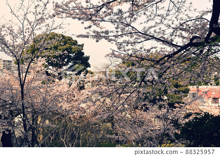 Cherry blossoms at Motomachi Park in Yokohama Cherry blossoms at Motomachi Park in Yokohama 88325957