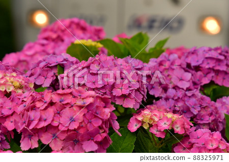 繡球花和火車 88325971