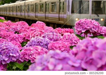 Hydrangea and train 88326200