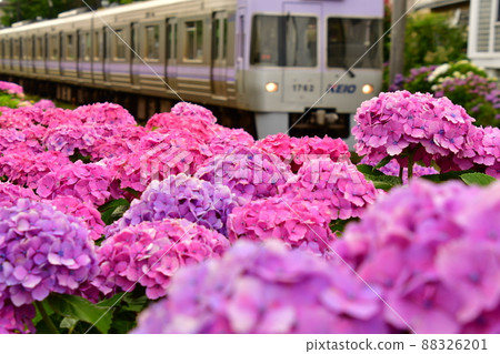 Hydrangea and train 88326201