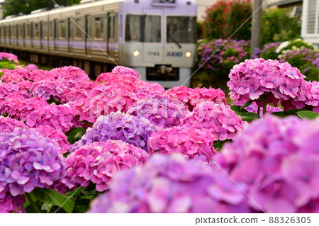 Hydrangea and train 88326305