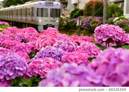 Hydrangea and train Hydrangea and train 88326309