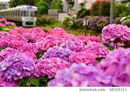 Hydrangea and train Hydrangea and train 88326313