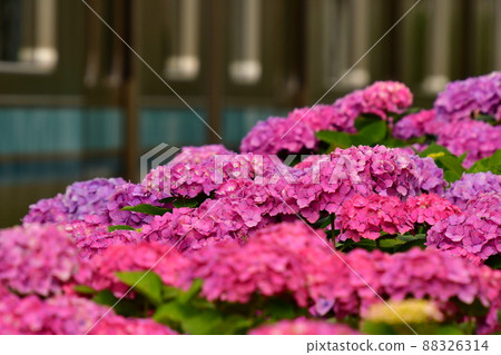 Hydrangea and train Hydrangea and train 88326314